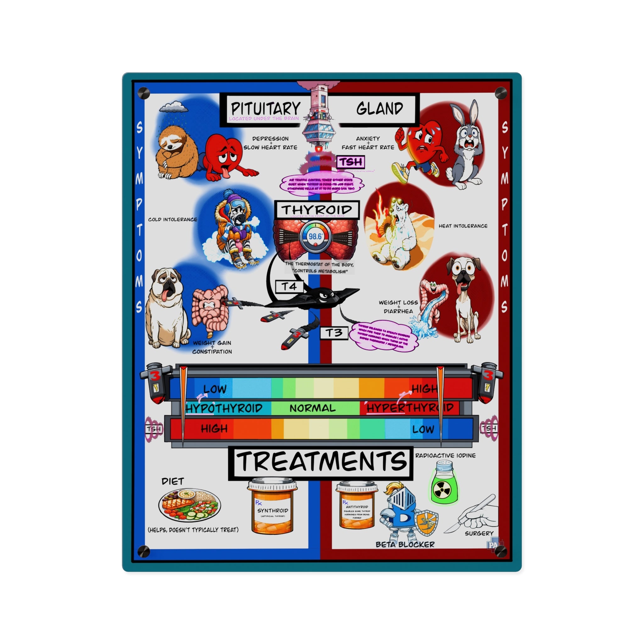 Thyroid Acrylic Wall Art Panel for Patient Education in Clinics and Hospitals