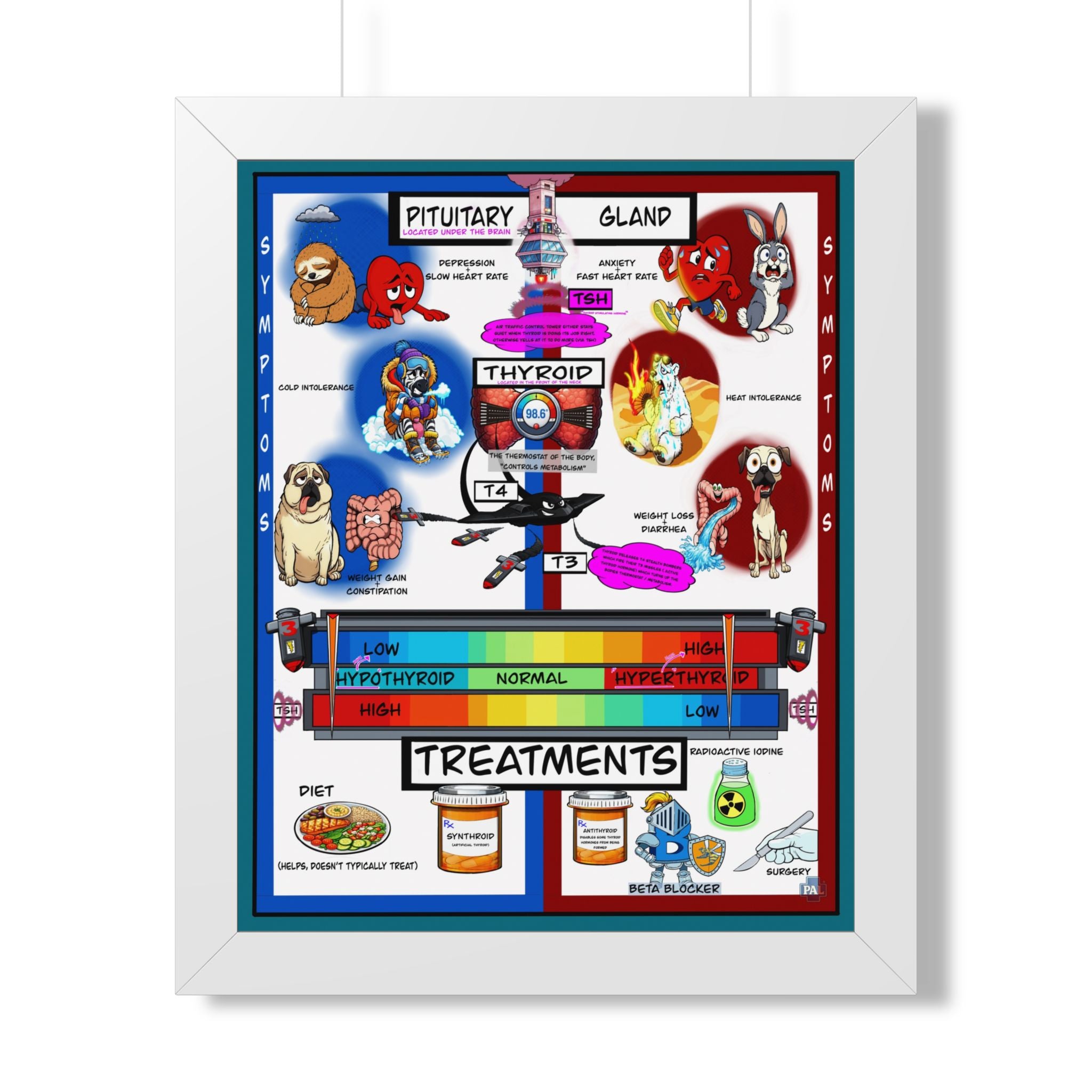 Thyroid Infographic for patient education in clinics, exam rooms, hospitals.